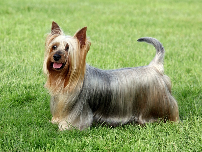 Australian Silky Terrier on grass lawn