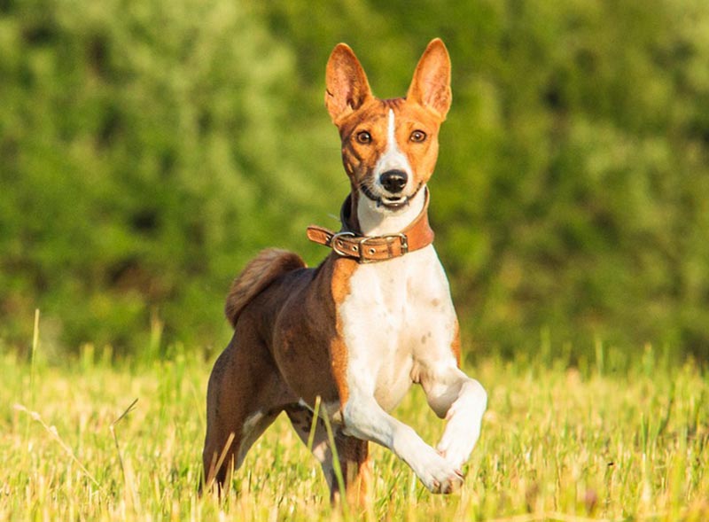 basenji dog running in the meadow