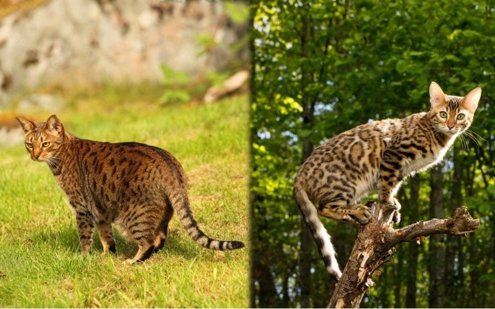 bengal and ocicat