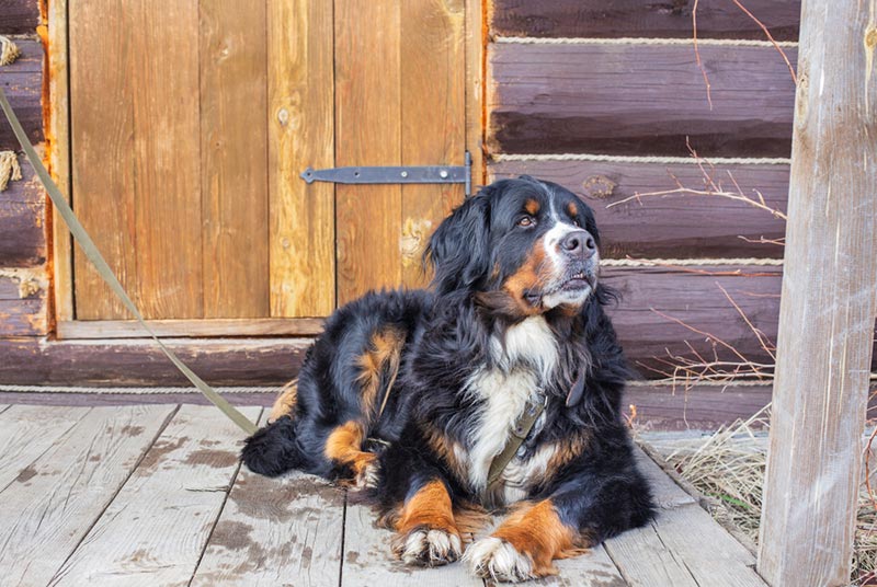 bernese mountain dog on leash and lying outdoor