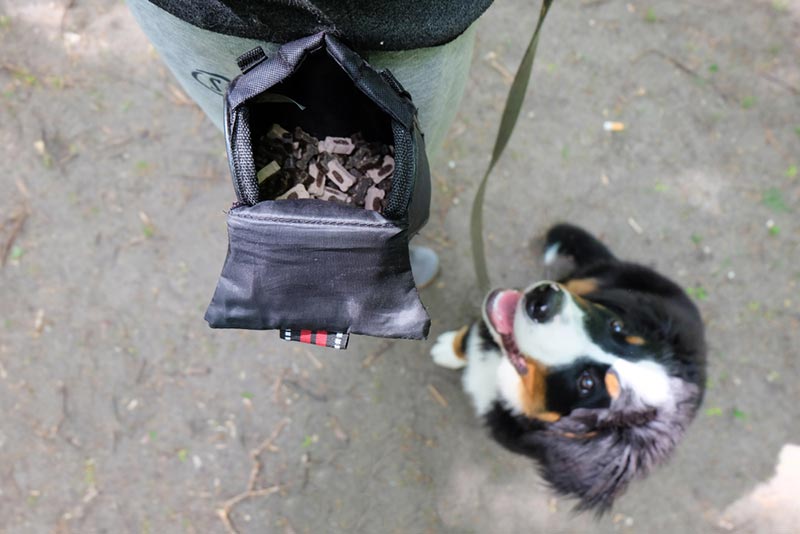 bernese mountain dog puppy waiting for a snack from a dog treat bag