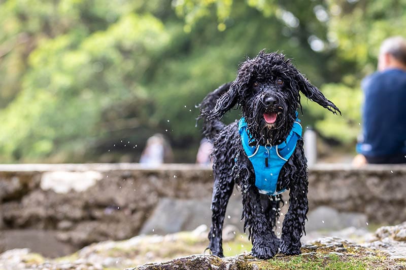 black cockapoo wet