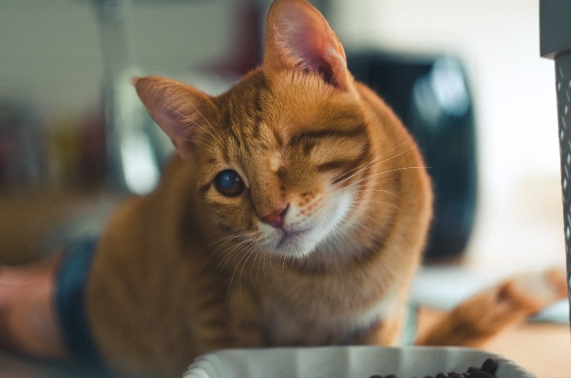 blind orange cat