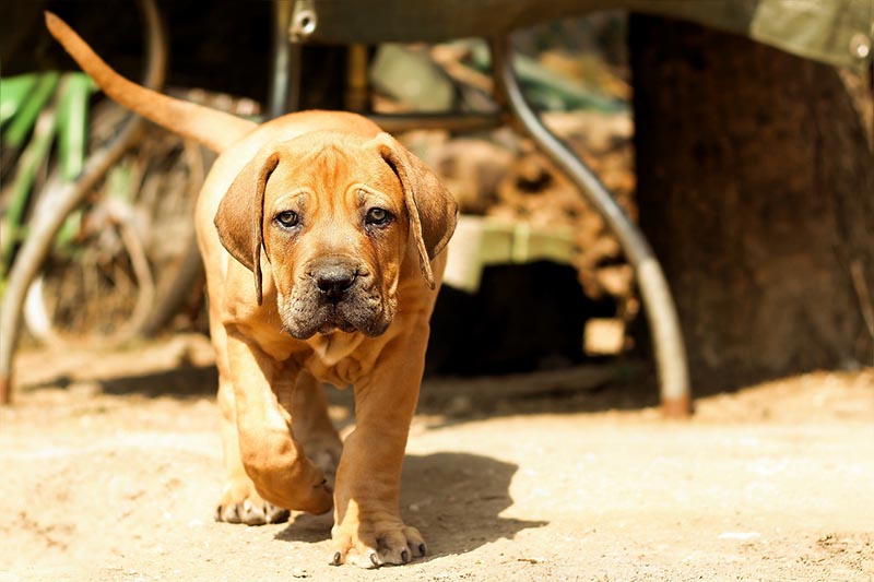 boerboel, puppy