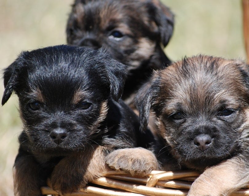border terrier puppies