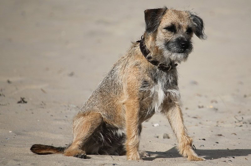 border terrier sitting on shore