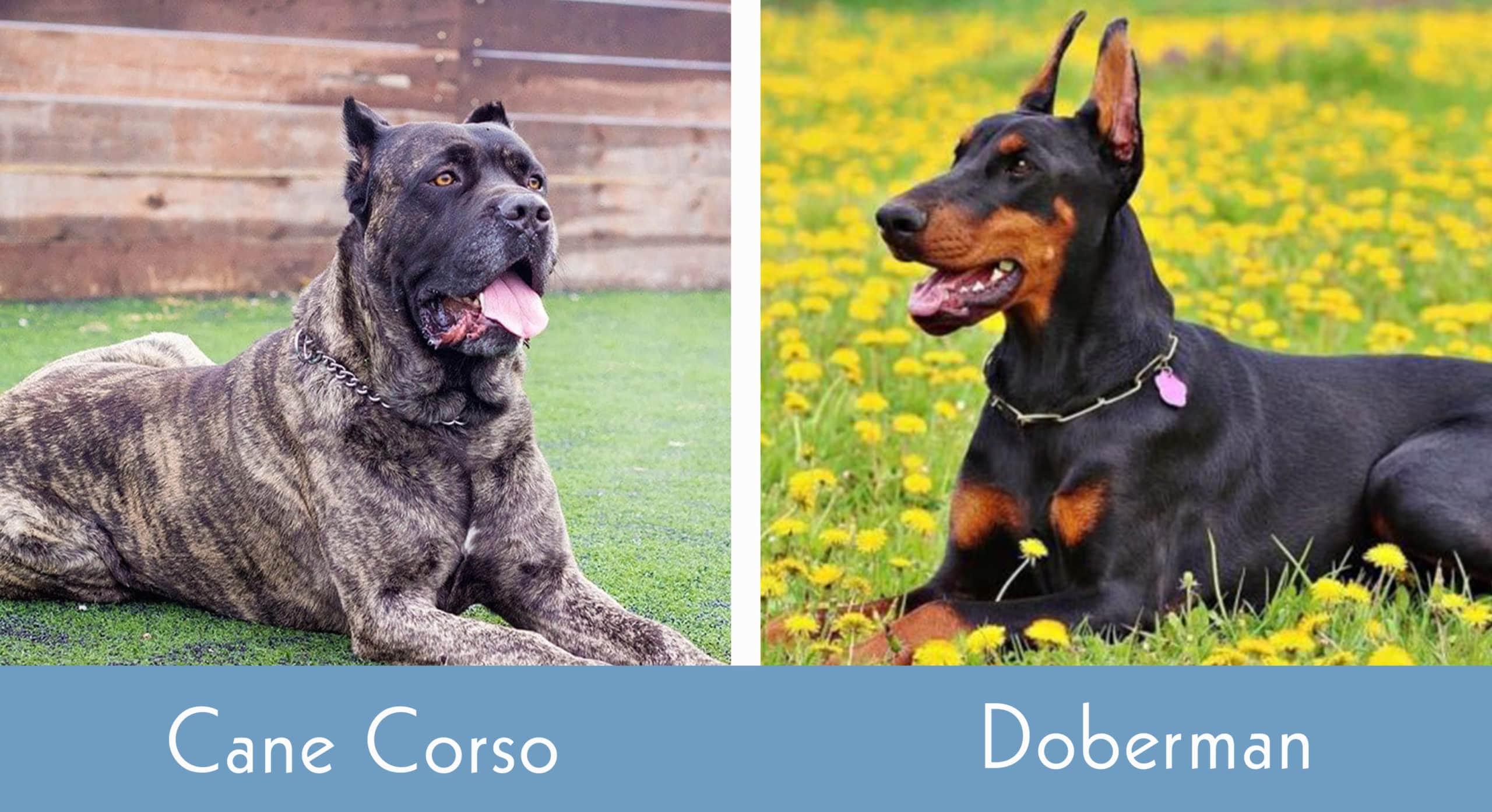 cane corso and doberman visual differences