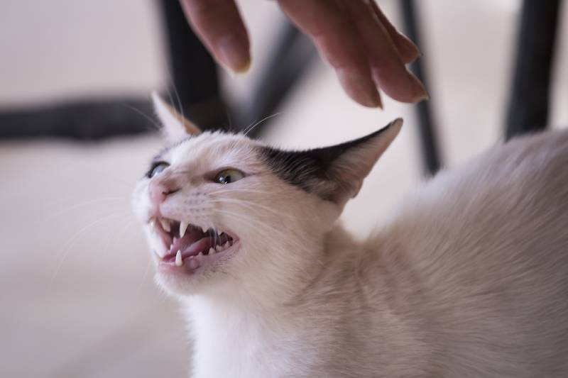 cat hisses at the hand of woman