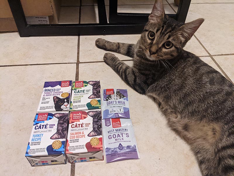 cat lying near the honest kitchen cate and minced recipes
