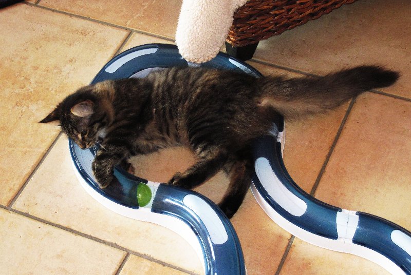 cat playing with interactive toy