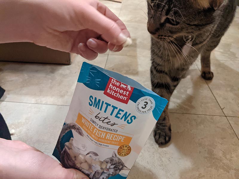 cat sniffing the honest kitchen smittens bites white fish recipe