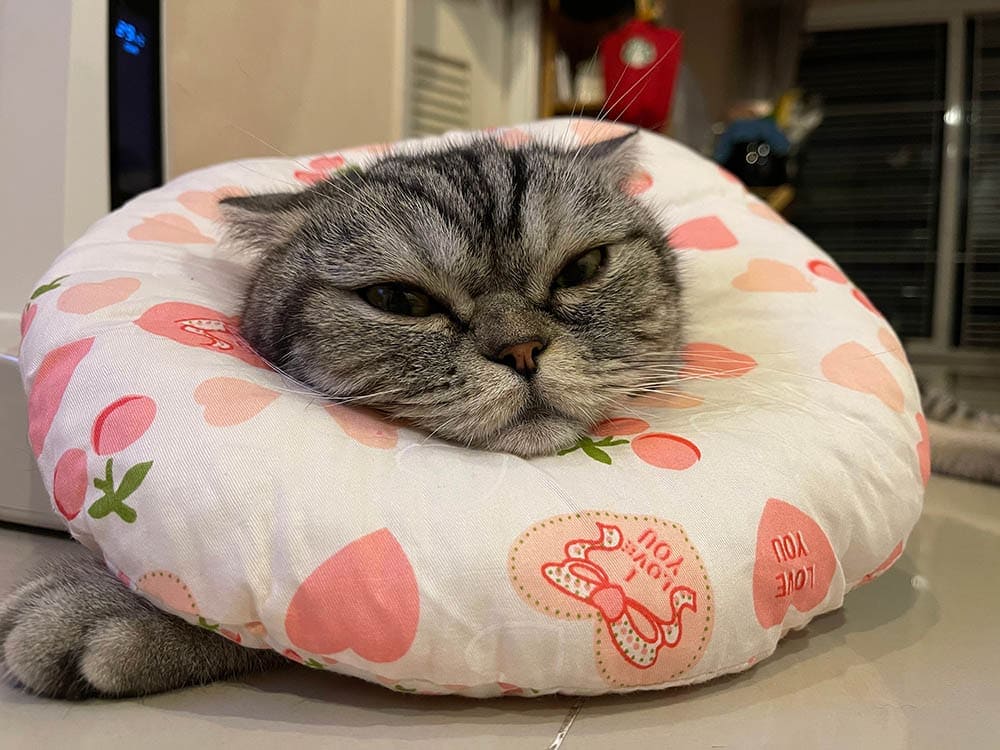 cat wearing a pillow collar