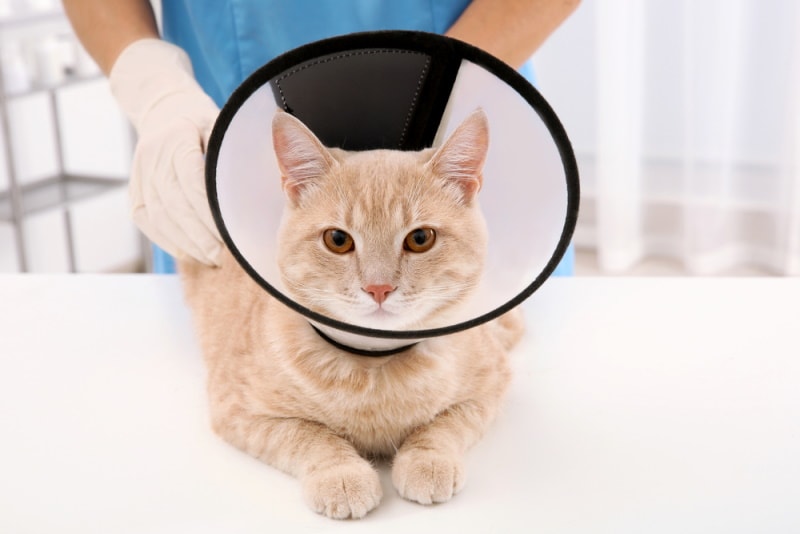 cat wearing collar