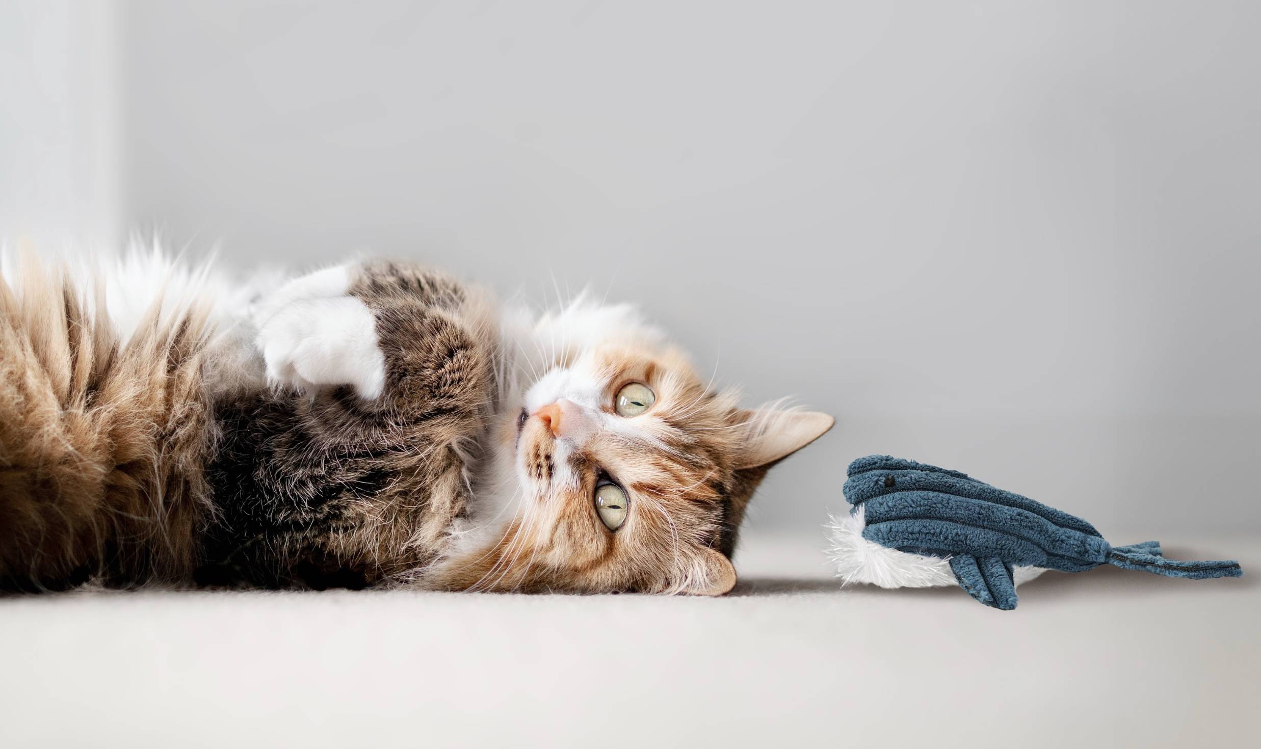 cat with Hepper Whale Plush Toy