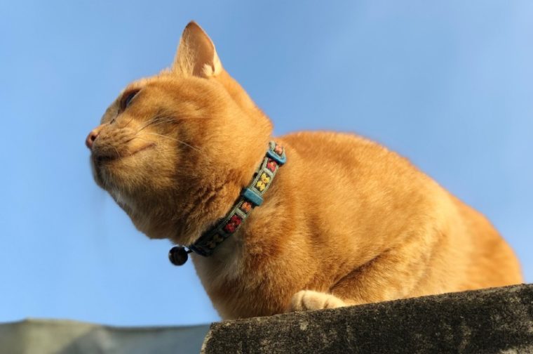 How to Get Your Cat Used to a Collar: 5 Vet-Approved Steps | Hepper Pet ...