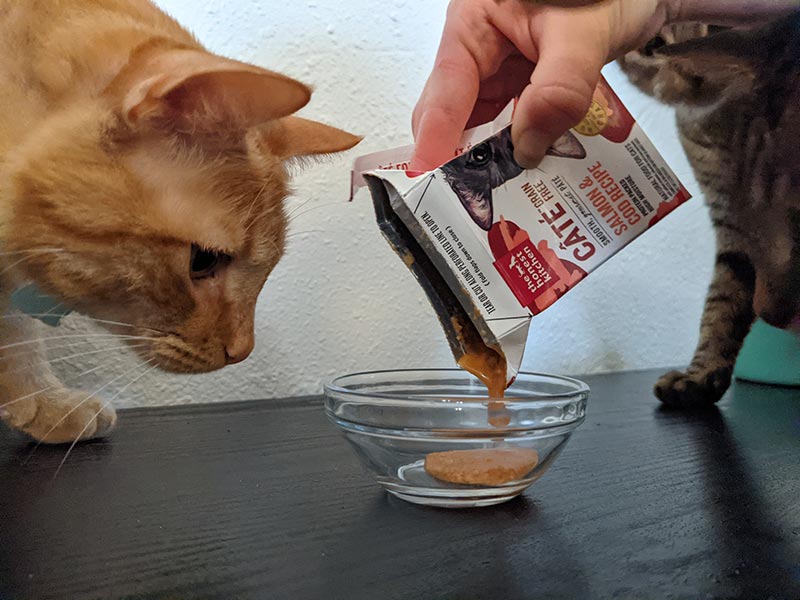 cats looking at the honest kitchen cate salmon & cod recipe