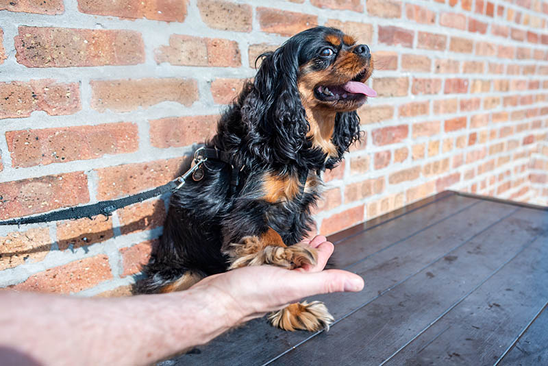 cavalier king charles spaniel doing a handshake trick