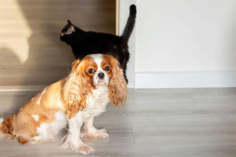 Are Cavalier King Charles Spaniels Good With Cats Breed Temperament are-cavalier-king-charles-spaniels-good-with-cats-breed-temperament