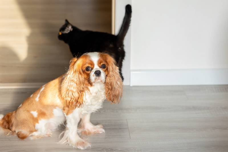 Cavalier King Charles Spaniels with Cat