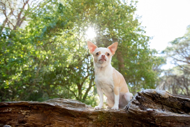 chihuahua sitting on wood