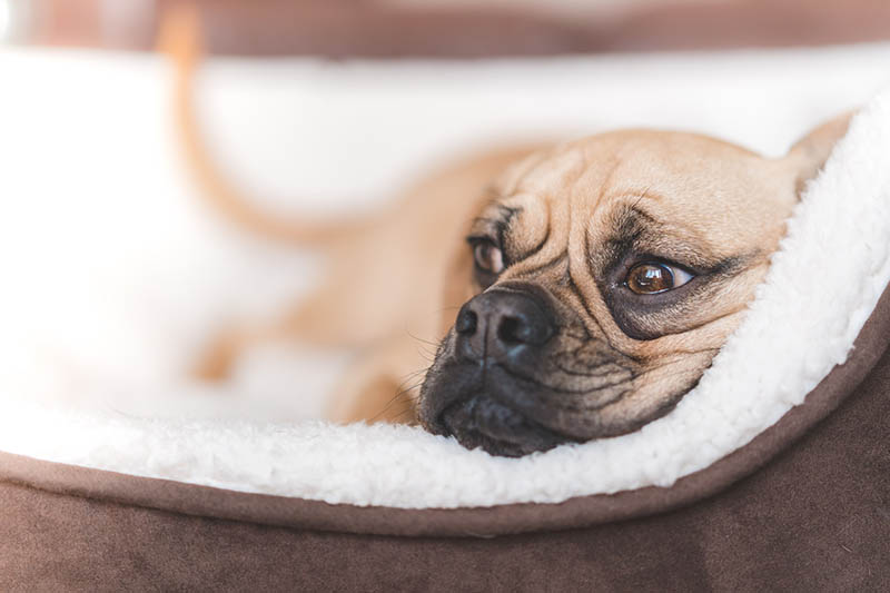 close up dog in its bed