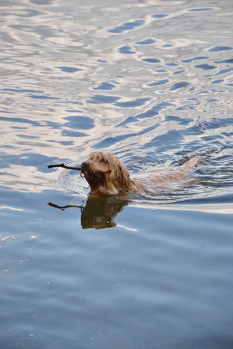 cockapoo swimming in the lake