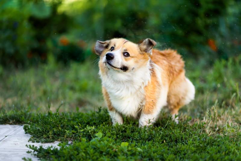corgi dog shaking off drops and splashes of water in a green meadow