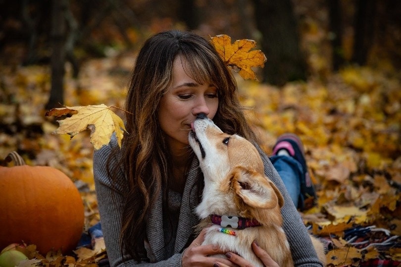 corgi kissing a woman