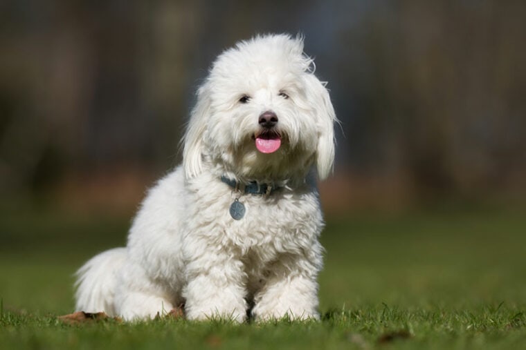 Tuft Dogs 34 Kinds of Dogs With Fluffy Tails (With Info & Pictures) | Hepper Pet ...