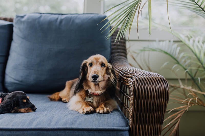 dachshunds in the couch