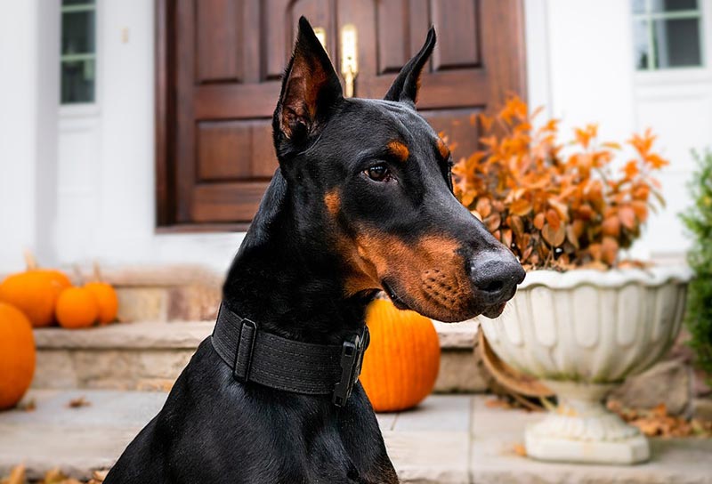 doberman dog in the yard