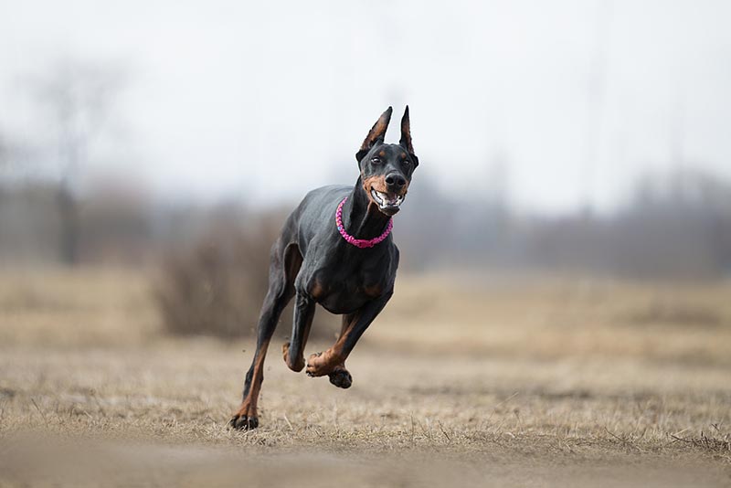 doberman dog is running