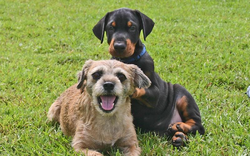 doberman puppy with a fluffy puppy on the grass