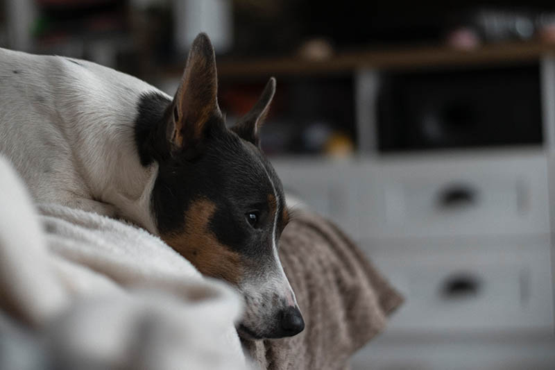 dog in couch