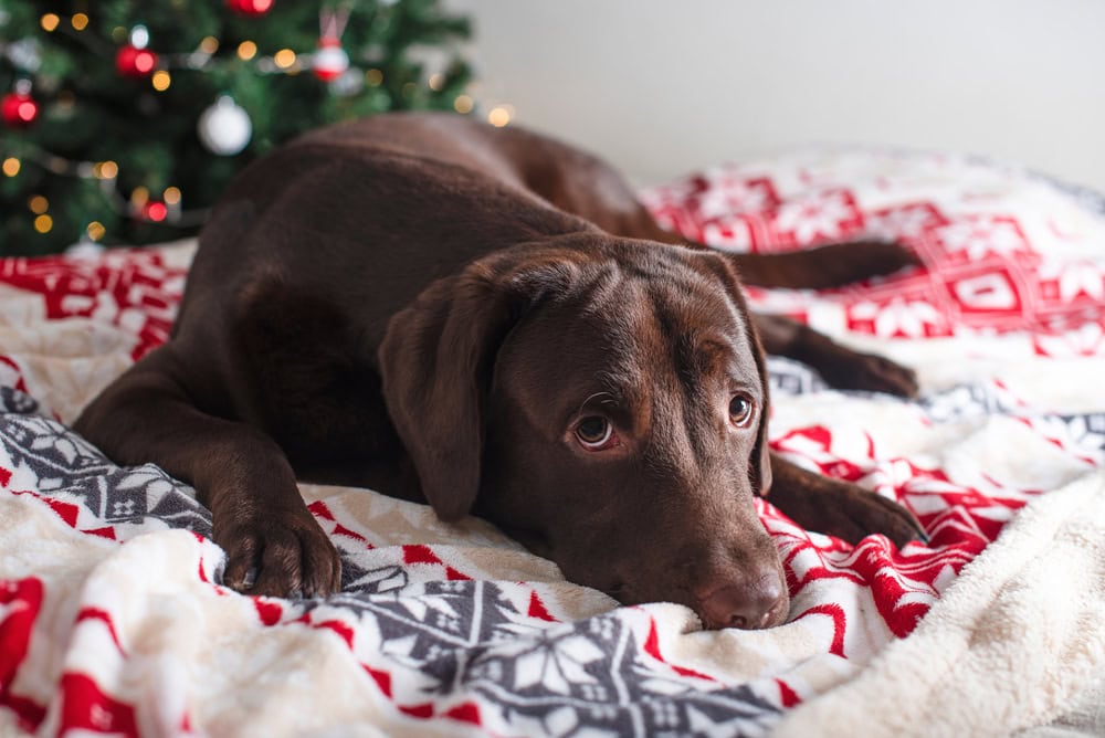dog labrador christmas bed
