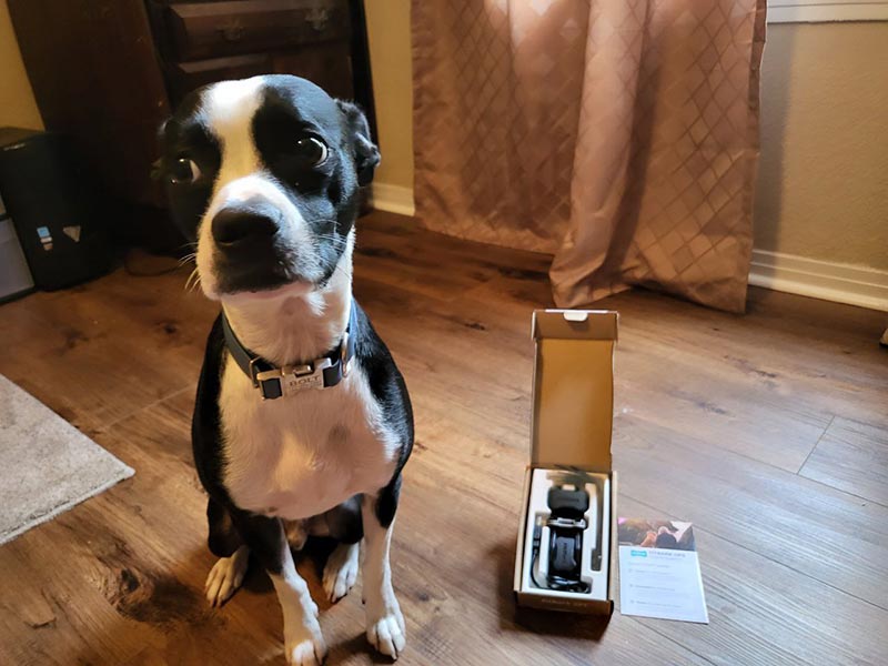 dog sitting beside the fitbark gps