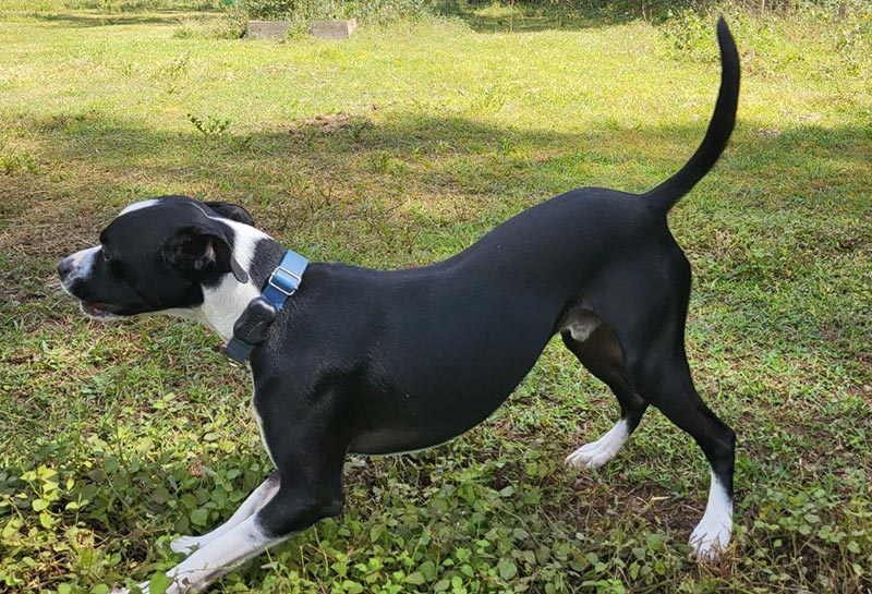 dog with fitbark gps playing outdoor