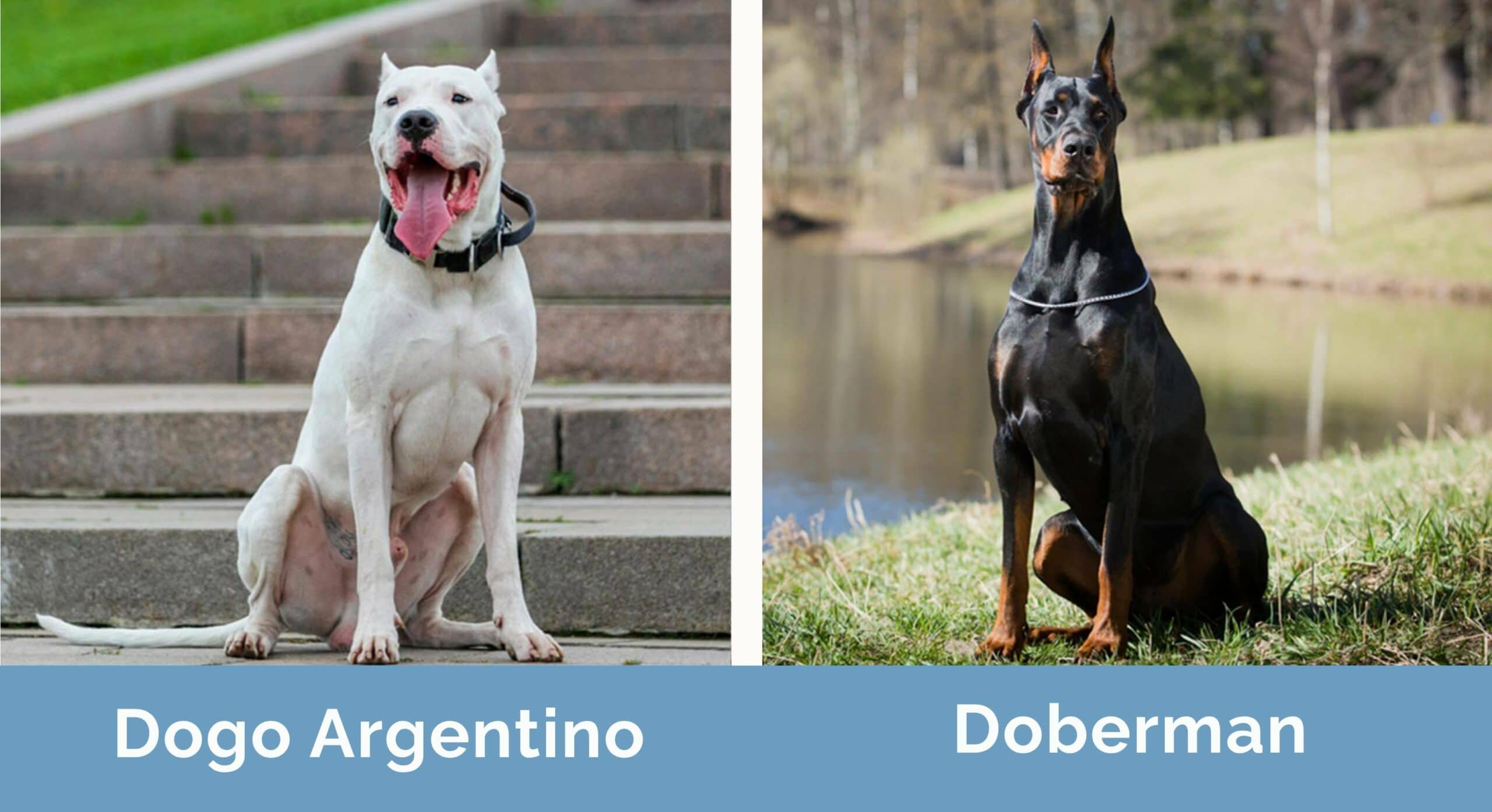 dogo argentino and doberman side by side