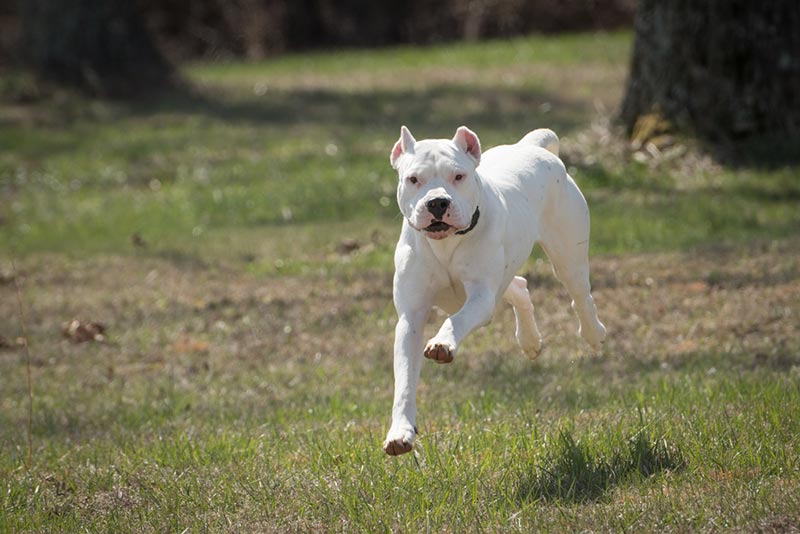 dogo argentino running outdoor