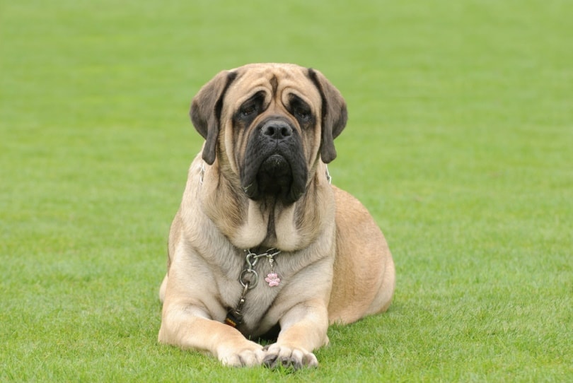 english mastiff dog on the grass