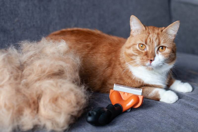 ginger cat on a gray sofa next to a pile of his fur after combing out with a furminator