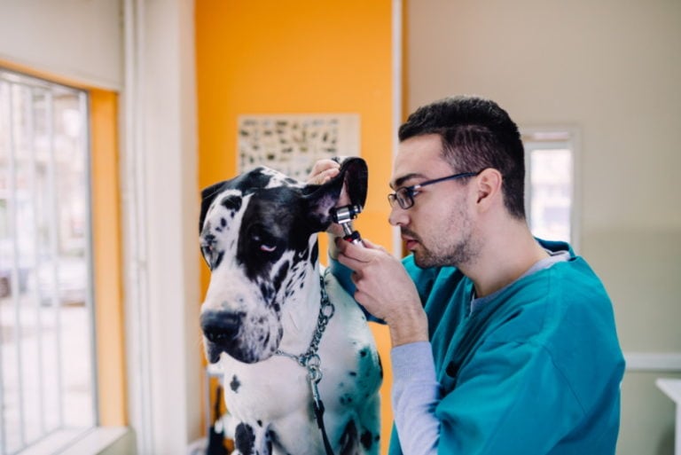 12-surprising-uk-veterinarian-statistics-facts-2026-update-hepper