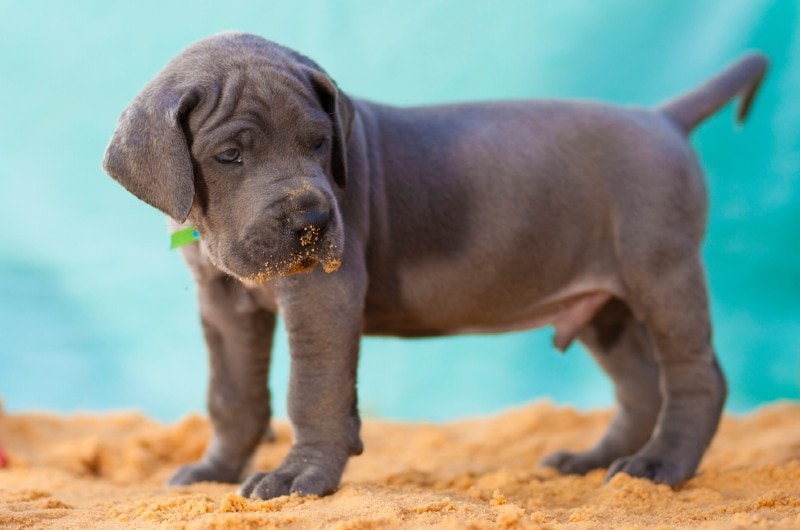 great dane puppy standing on sand