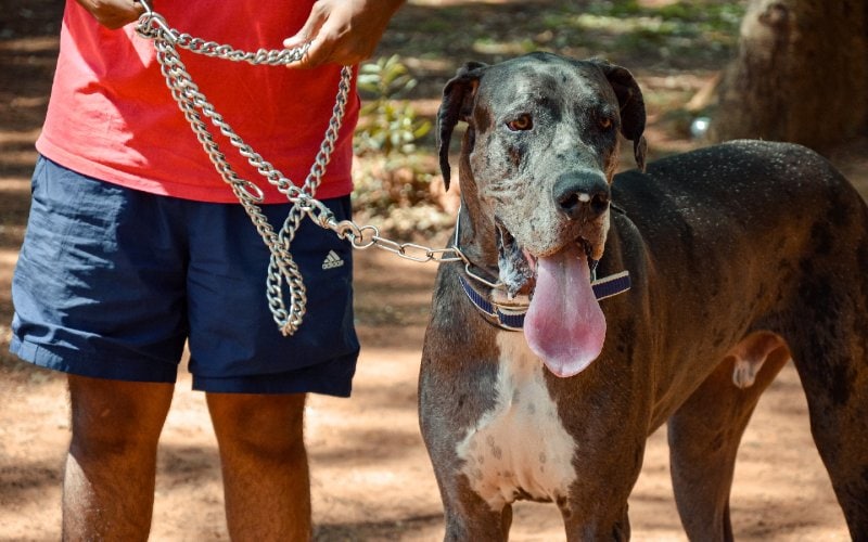 great dane with its tongue out