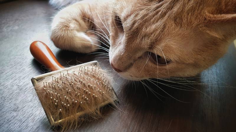 hair brush with pet fur clump after grooming cat