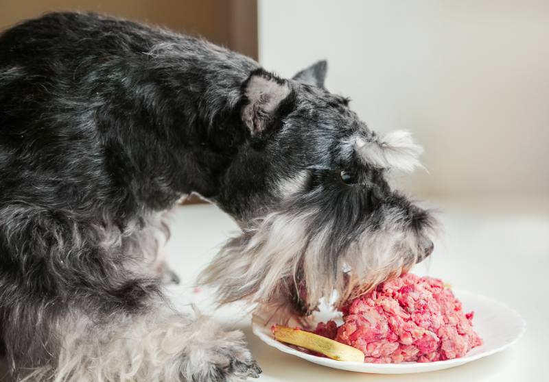 hungry dog eats raw meat from plate