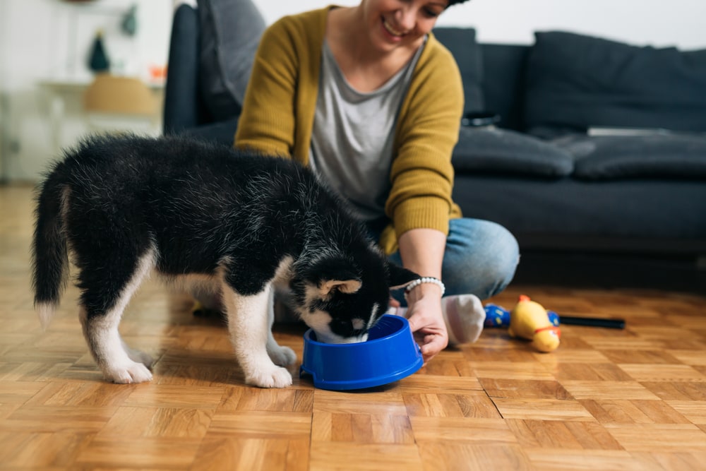 woman feeding her husky puppy