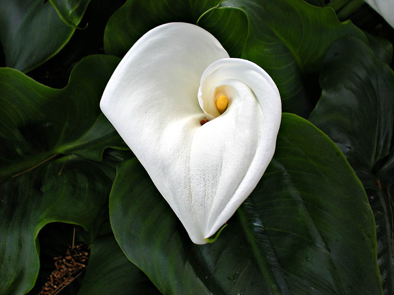 lily flower plant