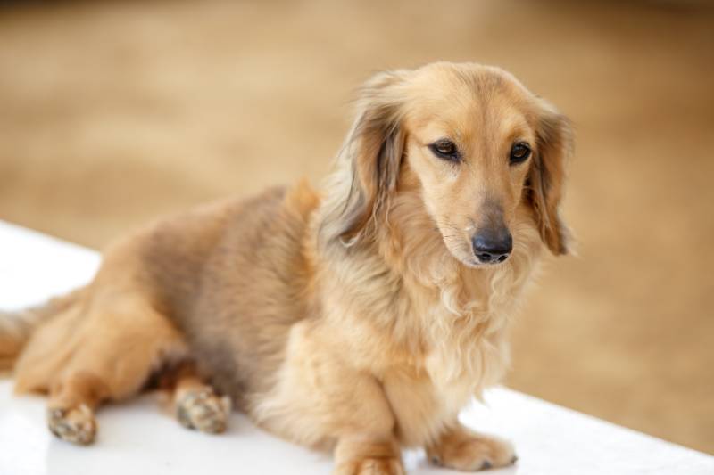 miniature dachshund