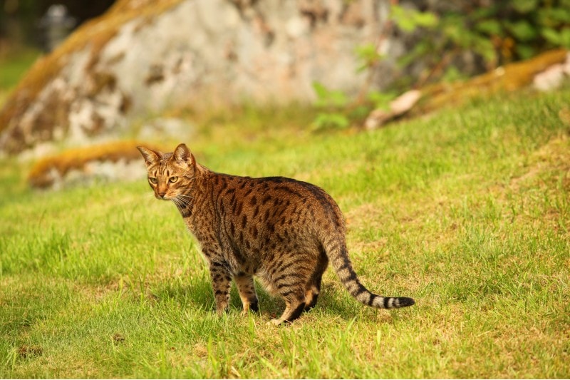ocicat cat standing on a grass
